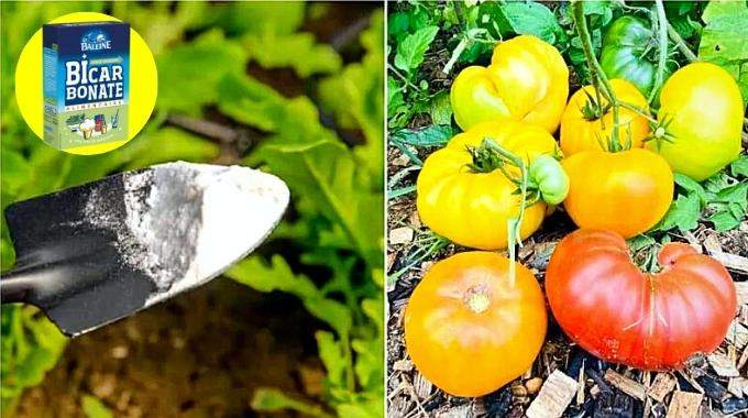 Por qué deberías poner bicarbonato en las plantas de tomate