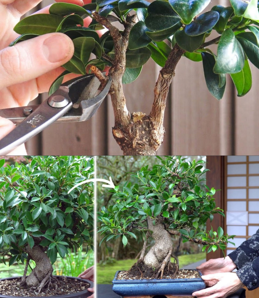 Ficus Bonsai En Casa Le Encanta Esta Ubicaci N Si Lo Dejas Aqu