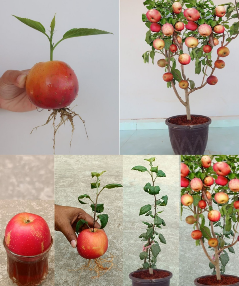 C Mo Cultivar Manzanas Org Nicas En Macetas Consejos Y Trucos