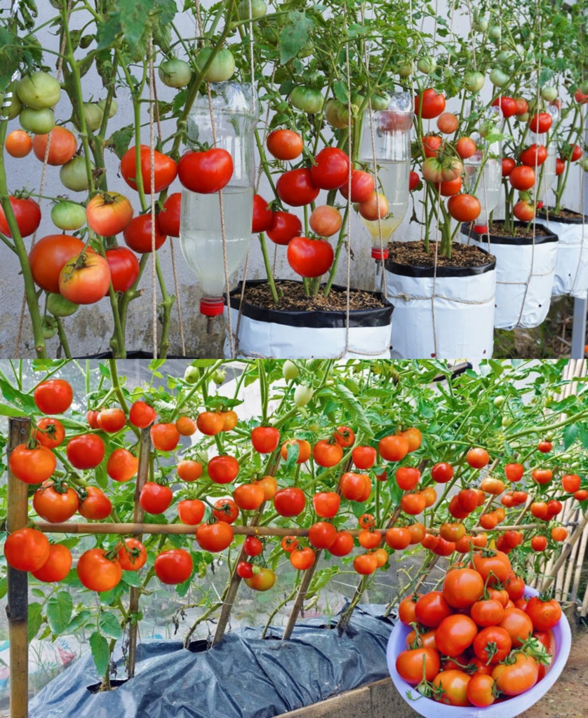 10 Consejos Esenciales Para Cultivar Tomates Consejos Y Trucos