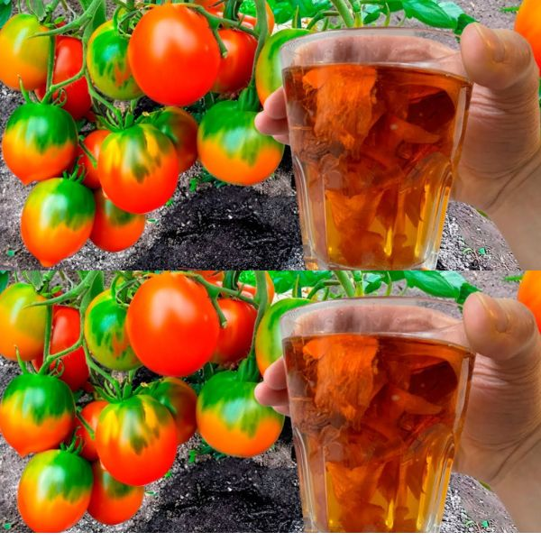 ¡consejos Para Cultivar Plantas De Tomate Fuertes Y Saludables Consejos Y Trucos